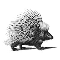 Vintage illustrations of Porcupine