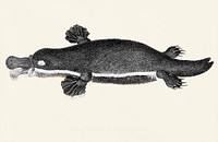 Duck-billed platypus from Zoological lectures delivered at the Royal institution in the years 1806-7 illustrated by <a href="https://www.rawpixel.com/search/George%20Shaw?&amp;page=1">George Shaw</a> (1751-1813).
