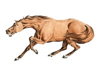 Illustration of light-brown horse from Sporting Sketches (1817-1818) by <a href="https://www.rawpixel.com/search/Henry%20Alken?sort=curated&amp;page=1">Henry Alken</a> (1784-1851). Digitally enhanced by rawpixel.