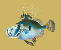 Vintage fish illustration