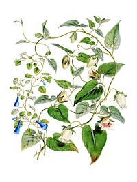 Indian tobacco (Lobelia inflata) from Illustrations of Himalayan plants (1855) by W. H. (<a href="https://www.rawpixel.com/search/walter%20hood?sort=curated&amp;page=1">Walter Hood</a>) Fitch (1817-1892). Digitally enhanced by rawpixel.
