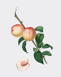 White walnut from Pomona Italiana (1817-1839) by <a href="https://www.rawpixel.com/search/Giorgio%20Gallesio?&amp;page=1">Giorgio Gallesio</a> (1772-1839). Original from New York public library. Digitally enhanced by rawpixel.