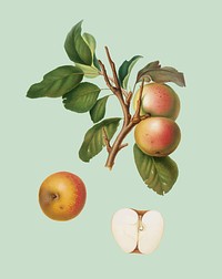 Pupina Apple from Pomona Italiana illustration