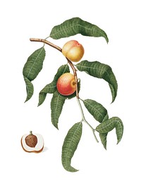 Peach from Pomona Italiana (1817-1839) by <a href="https://www.rawpixel.com/search/Giorgio%20Gallesio?&amp;page=1">Giorgio Gallesio </a>(1772-1839). Original from New York public library. Digitally enhanced by rawpixel.