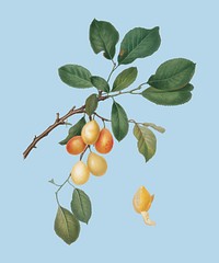 Cherry from Pomona Italiana (1817 - 1839) by <a href="https://www.rawpixel.com/search/Giorgio%20Gallesio?&amp;page=1">Giorgio Gallesio</a> (1772-1839). Original from New York public library. Digitally enhanced by rawpixel.