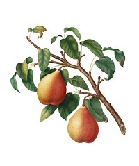 Wild European Pear from Pomona Italiana (1817-1839) by <a href="https://www.rawpixel.com/search/Giorgio%20Gallesio?&amp;page=1">Giorgio Gallesio</a> (1772-1839). Original from New York public library. Digitally enhanced by rawpixel.