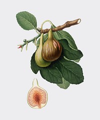 Fig from Pomona Italiana (1817-1839) by Giorgio Gallesio (1772-1839). Original from New York public library. Digitally enhanced by rawpixel.