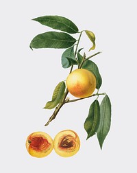 Peach from Pomona Italiana (1817-1839) by <a href="https://www.rawpixel.com/search/Giorgio%20Gallesio?&amp;page=1">Giorgio Gallesio</a> (1772-1839). Original from New York public library. Digitally enhanced by rawpixel.