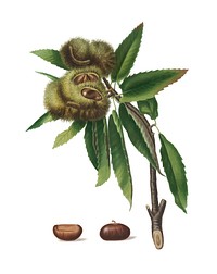Spanish Chestnut  from Pomona Italiana (1817-1839) by <a href="https://www.rawpixel.com/search/Giorgio%20Gallesio?&amp;page=1">Giorgio Gallesio</a> (1772-1839). Original from New York public library. Digitally enhanced by rawpixel.
