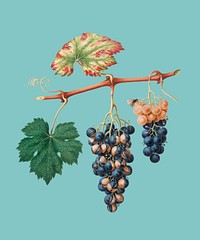 Summer grape from Pomona Italiana (1817 - 1839) illustration