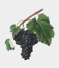 Black Canaiolo grapes from Pomona Italiana illustration