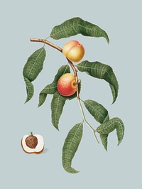 Peach from Pomona Italiana illustration