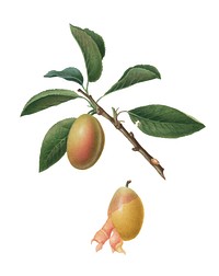 Armenian plum from Pomona Italiana (1817-1839) by Giorgio Gallesio (1772-1839). Original from New York public library. Digitally enhanced by rawpixel.