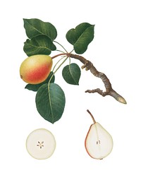 Pear from Pomona Italiana (1817-1839) by <a href="https://www.rawpixel.com/search/Giorgio%20Gallesio?&amp;page=1">Giorgio Gallesio</a> (1772-1839). Original from New York public library. Digitally enhanced by rawpixel.