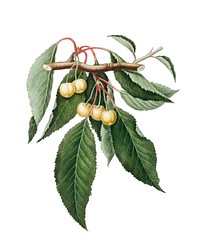 Cherry from Pomona Italiana (1817 - 1839) by <a href="https://www.rawpixel.com/search/Giorgio%20Gallesio?&amp;page=1">Giorgio Gallesio</a> (1772-1839). Original from New York public library. Digitally enhanced by rawpixel.