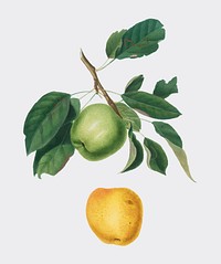 Apple from Pomona Italiana illustration