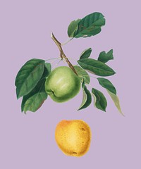 Apple from Pomona Italiana (1817-1839) by <a href="https://www.rawpixel.com/search/Giorgio%20Gallesio?&amp;page=1">Giorgio Gallesio</a> (1772-1839). Original from New York public library. Digitally enhanced by rawpixel.