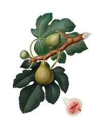 Fig from Pomona Italiana (1817-1839) by Giorgio Gallesio (1772-1839). Original from New York public library. Digitally enhanced by rawpixel.