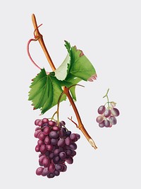 Grape Barbarossa from Pomona Italiana illustration