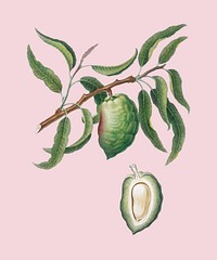 Almond from Pomona Italiana illustration