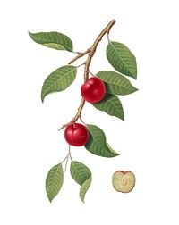 Cherry Plum from Pomona Italiana (1817-1839) by <a href="https://www.rawpixel.com/search/Giorgio%20Gallesio?&amp;page=1">Giorgio Gallesio </a>(1772-1839). Original from New York public library. Digitally enhanced by rawpixel.