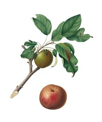 Apple from Pomona Italiana (1817-1839) by Giorgio Gallesio (1772-1839). Original from New York public library. Digitally enhanced by rawpixel.