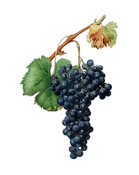 Grape Spanna from Pomona Italiana (1817 - 1839) by <a href="https://www.rawpixel.com/search/Giorgio%20Gallesio?&amp;page=1">Giorgio Gallesio</a> (1772-1839). Original from New York public library. Digitally enhanced by rawpixel.