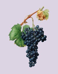 Grape Spanna from Pomona Italiana illustration