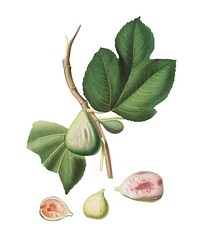 Fig from Pomona Italiana (1817-1839) by <a href="https://www.rawpixel.com/search/Giorgio%20Gallesio?&amp;page=1">Giorgio Gallesio</a> (1772-1839). Original from New York public library. Digitally enhanced by rawpixel.