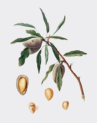Almond from Pomona Italiana (1817-1839) by <a href="https://www.rawpixel.com/search/Giorgio%20Gallesio?&amp;page=1">Giorgio Gallesio</a> (1772-1839). Original from New York public library. Digitally enhanced by rawpixel.