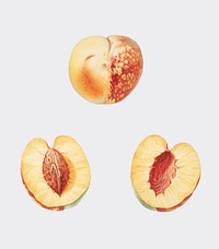 Nectarine from Pomona Italiana illustration