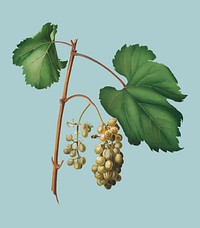 Friuili grape from Pomona Italiana (1817 - 1839) by Giorgio Gallesio (1772-1839). Original from New York public library. Digitally enhanced by rawpixel.