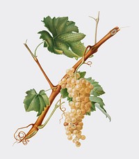 Vermentino grapes from Pomona Italiana illustration