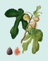 Figs from Pomona Italiana (1817-1839) by <a href="https://www.rawpixel.com/search/Giorgio%20Gallesio?&amp;page=1">Giorgio Gallesio</a> (1772-1839). Original from New York public library. Digitally enhanced by rawpixel.