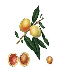 Peach from Pomona Italiana (1817-1839) by <a href="https://www.rawpixel.com/search/Giorgio%20Gallesio?&amp;page=1">Giorgio Gallesio (</a>1772-1839). Original from New York public library. Digitally enhanced by rawpixel.