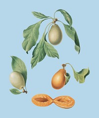 Prune from Pomona Italiana illustration