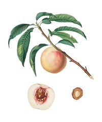 White speckled Peach from Pomona Italiana (1817-1839) by Giorgio Gallesio (1772-1839). Original from New York public library. Digitally enhanced by rawpixel.