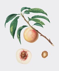 White speckled Peach from Pomona Italiana (1817-1839) by Giorgio Gallesio (1772-1839). Original from New York public library. Digitally enhanced by rawpixel.