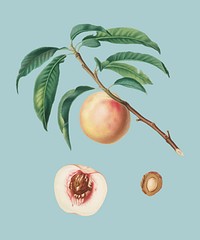 White speckled Peach from Pomona Italiana illustration