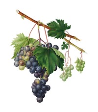 Grape from Ischia from Pomona Italiana (1817 - 1839) by <a href="https://www.rawpixel.com/search/Giorgio%20Gallesio?&amp;page=1">Giorgio Gallesio</a> (1772-1839). Original from New York public library. Digitally enhanced by rawpixel.
