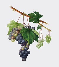 Grape from Ischia from Pomona Italiana (1817 - 1839) by <a href="https://www.rawpixel.com/search/Giorgio%20Gallesio?&amp;page=1">Giorgio Gallesio</a> (1772-1839). Original from New York public library. Digitally enhanced by rawpixel.