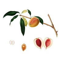 Peach from Pomona Italiana (1817-1839) by <a href="https://www.rawpixel.com/search/Giorgio%20Gallesio?&amp;page=1">Giorgio Gallesio</a> (1772-1839). Original from New York public library. Digitally enhanced by rawpixel.