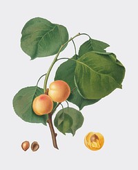 Yellow apricot from Pomona Italiana (1817-1839) by <a href="https://www.rawpixel.com/search/Giorgio%20Gallesio?&amp;page=1">Giorgio Gallesio</a> (1772-1839). Original from New York public library. Digitally enhanced by rawpixel.