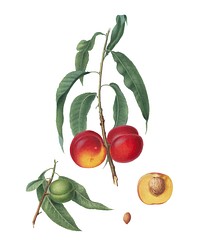Walnut peach from Pomona Italiana (1817-1839) by <a href="https://www.rawpixel.com/search/Giorgio%20Gallesio?&amp;page=1">Giorgio Gallesio</a> (1772-1839). Original from New York public library. Digitally enhanced by rawpixel.