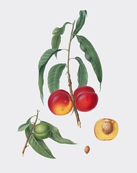Walnut peach from Pomona Italiana illustration