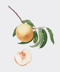 Duracina peach from Pomona Italiana (1817-1839) by <a href="https://www.rawpixel.com/search/Giorgio%20Gallesio?&amp;page=1">Giorgio Gallesio</a> (1772-1839). Original from New York public library. Digitally enhanced by rawpixel.