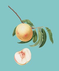 Duracina peach from Pomona Italiana illustration
