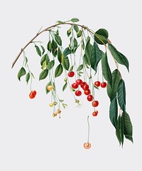 Visciola Cherries from Pomona Italiana illustration