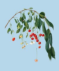 Visciola Cherries from Pomona Italiana (1817 - 1839) by <a href="https://www.rawpixel.com/search/Giorgio%20Gallesio?&amp;page=1">Giorgio Gallesio</a> (1772-1839). Original from New York public library. Digitally enhanced by rawpixel.