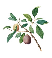 Spanish plums from Pomona Italiana (1817-1839) by <a href="https://www.rawpixel.com/search/Giorgio%20Gallesio?&amp;page=1">Giorgio Gallesio</a> (1772-1839). Original from New York public library. Digitally enhanced by rawpixel.